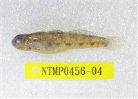 藏品(椰子黑鰕虎)的圖片